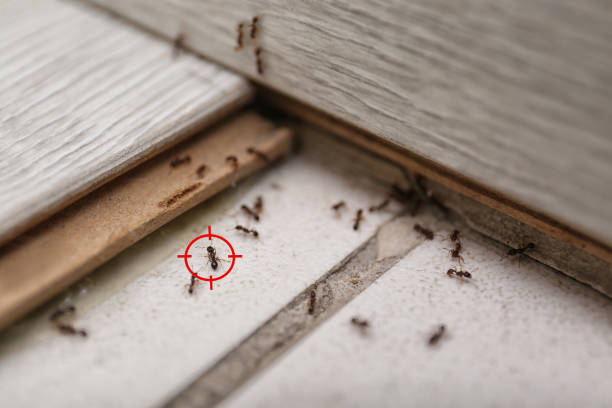 Best Spider Control Near Me  in Pendleton, IN